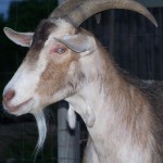 produce broth is healthy for this old goat
