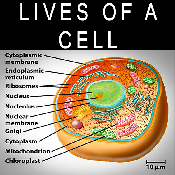 The Lives Of A Cell