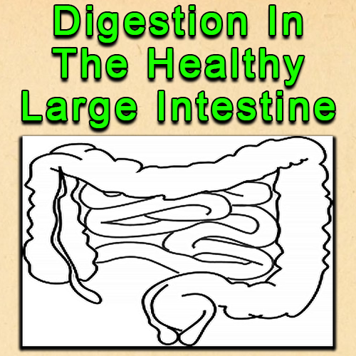 Digestion In The Healthy Large Intestine