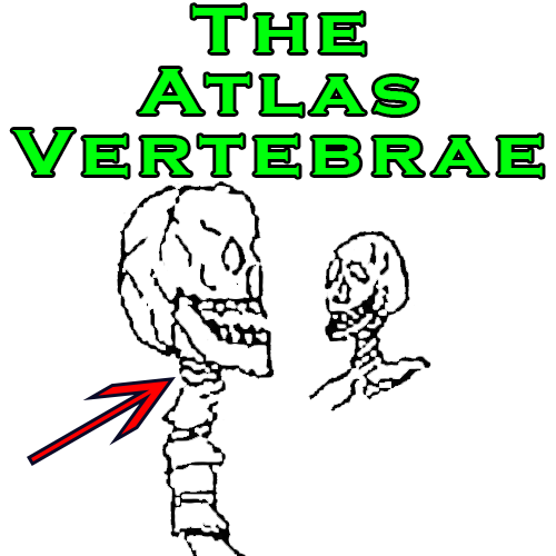 The Atlas Vertebrae
