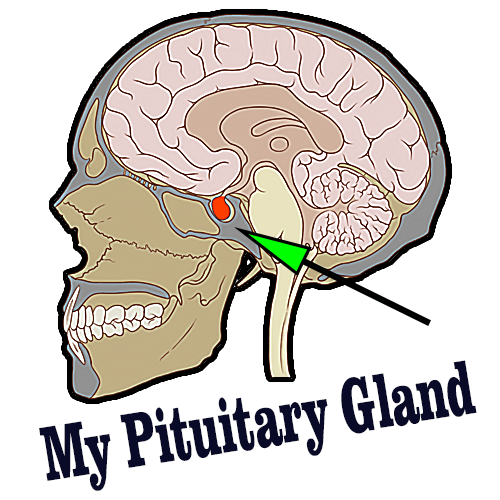 My Pituitary Gland