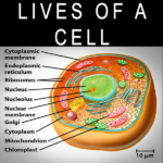 LIVES-OF-A-CELL