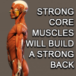 Strong Core Muscles Will Build A Strong Back