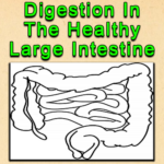 Digestion In The Healthy Large Intestine