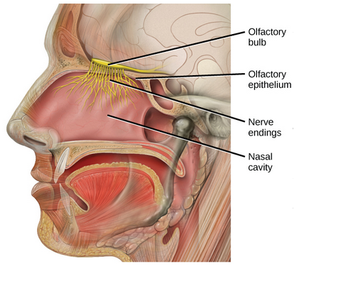 OLFACTORY BULB AND SENSE OF SMELL - Healthy Old Guru